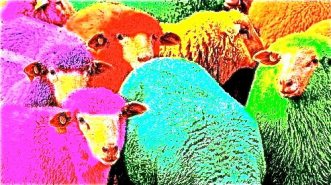 chineseopen_sheep