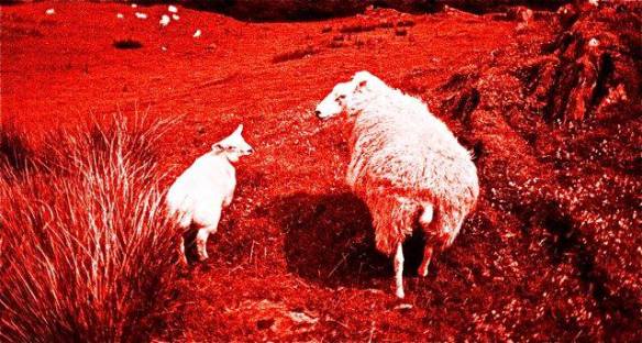 Sheeo (Vanya Balogh) 