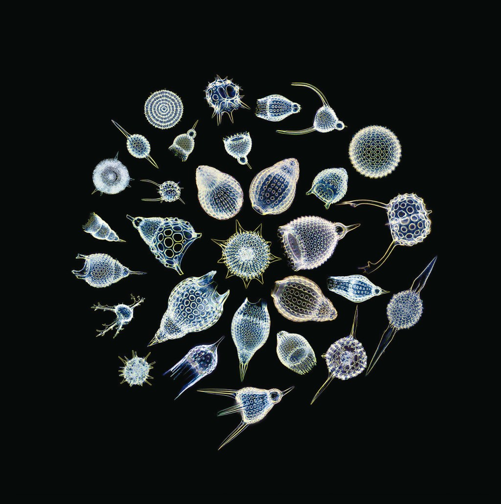 ORGAN THING: Sea Nymphs On Dry Land, a first listen to the glorious new&nbsp;album…