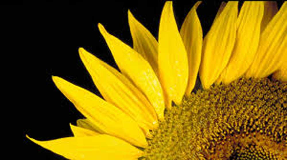 sunflower_thing