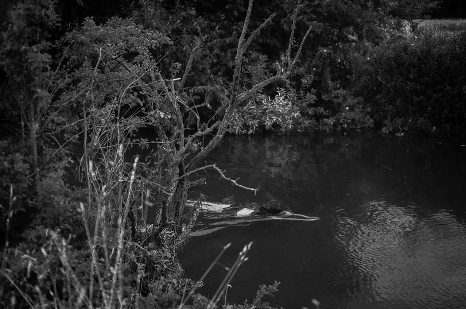 ORGAN THING: That beautiful detail she applies to those Last Dinosaur recordings is here again, those almost fragile layers you want to ever so carefully peel back, la.nskey has some new music ready to go, hear it&nbsp;here…