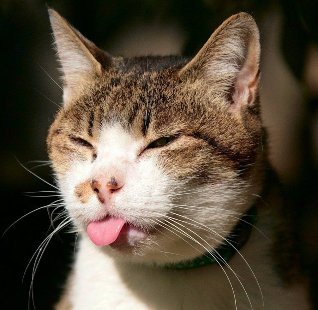 Organ Thing of The Day? Last night’s art show opening? Here’s a random picture of a cat&nbsp;instead…