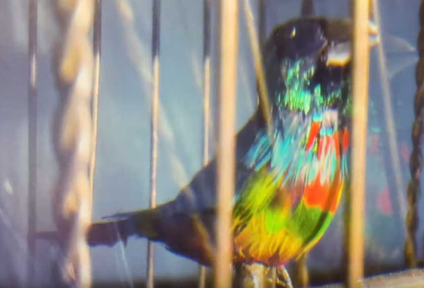 ORGAN: Five Music Things – Pili Coit, LA’s Cuffed Up, Polyhymns, something from Manu Delago’s new album, Animal Collective…