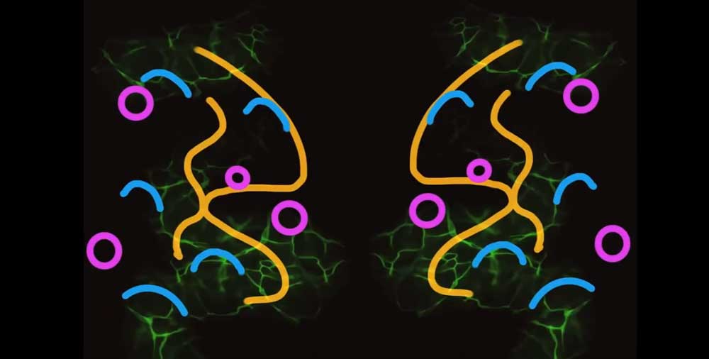 ORGAN THING: Tijuana Hercules make their own New Years Eve animated firework action with a new video&nbsp;and…