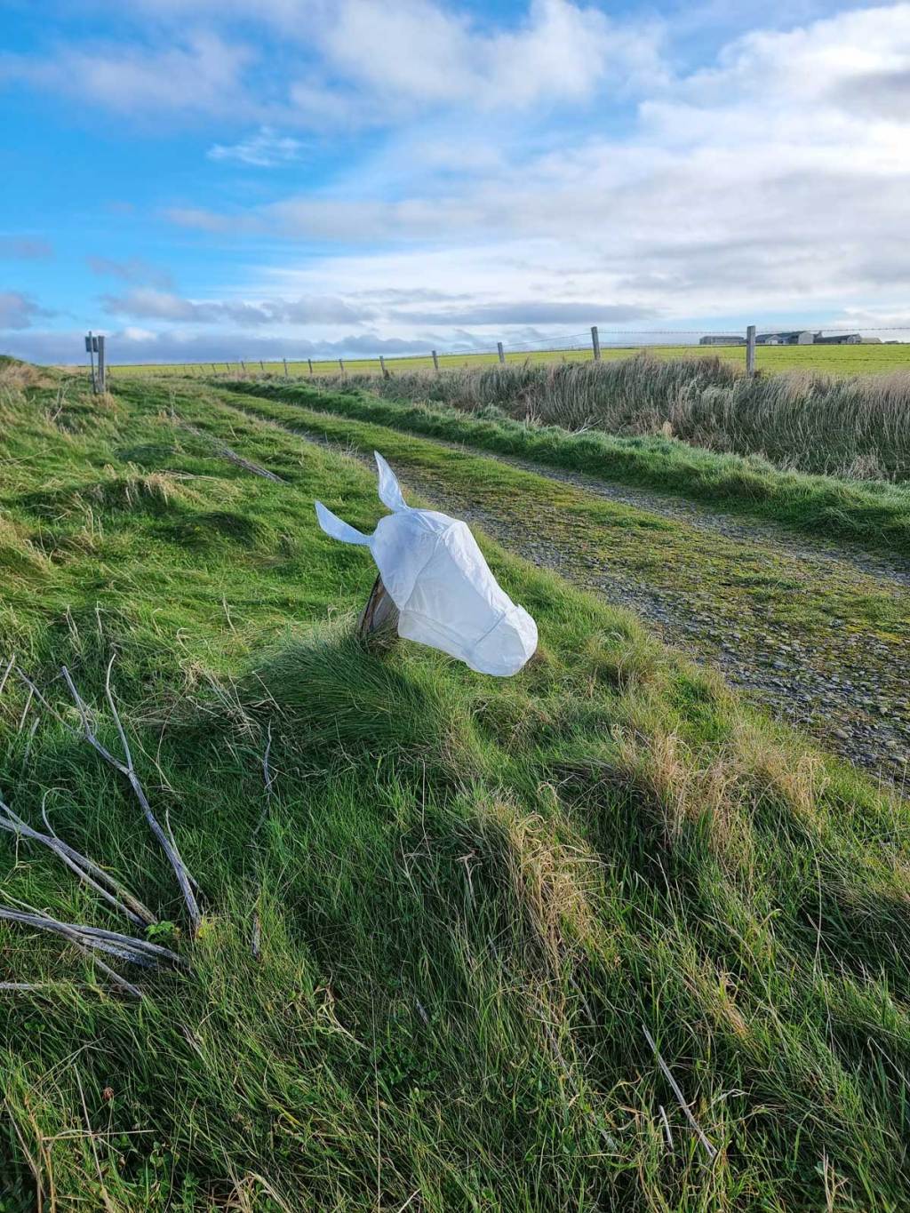 13 QUESTIONS FROM ORGAN: What has artist Julia Maddison made today? What is that white horse doing there? A road&nbsp;movie?