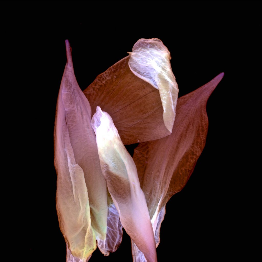 ORGAN THING: Four new albums – French duo O’o cast art pop Spells, Dublin’s M-Opus have a 1972 prog rock concept, US AOR legends Angel sounding strong, Seattle’s Chaos and The&nbsp;Cosmos…